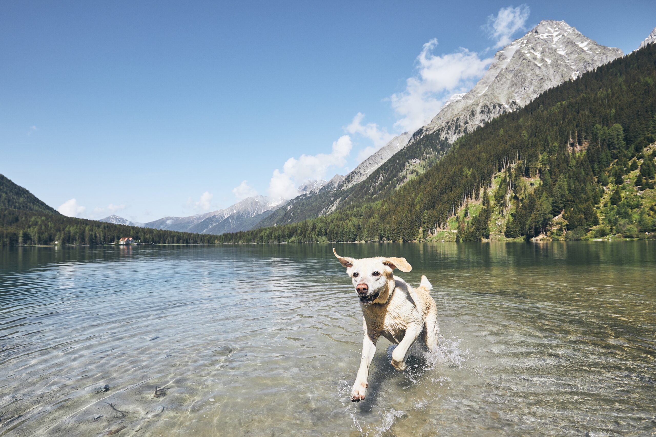 Erleben Sie einen unvergesslichen Urlaub mit Ihrem Hund in Österreich